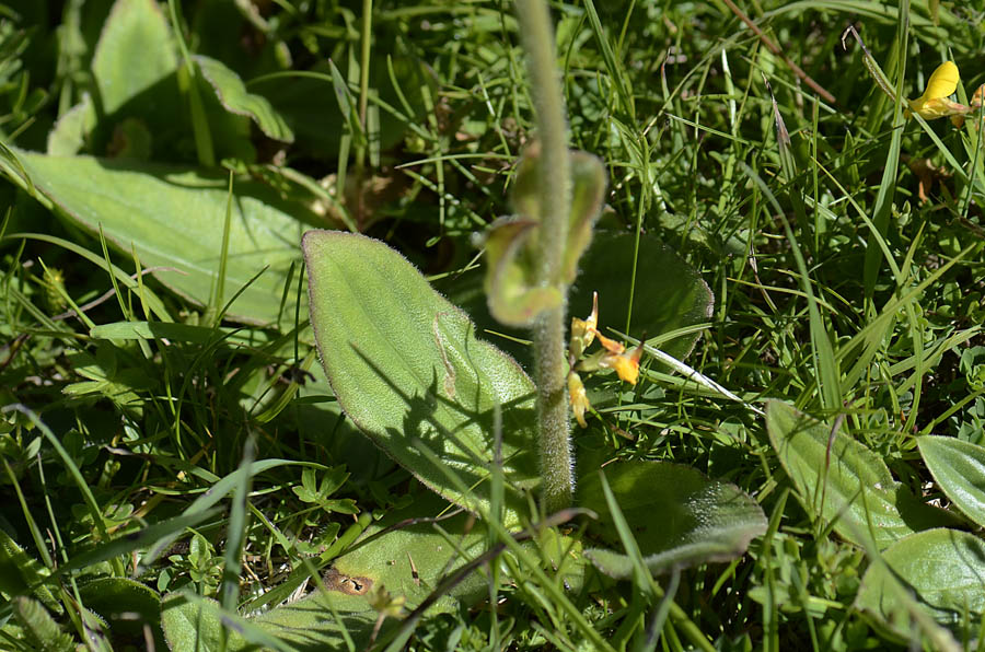 Arnica montana / Arnica